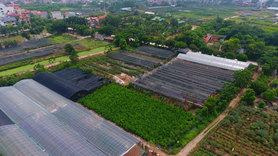 Về thủ phủ trồng hoa gần Hà Nội, người dân lái xe sang đi thăm vườn - 3 Về thủ phủ trồng hoa gần Hà Nội, người dân lái xe sang đi thăm vườn - 3
