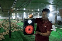 Nuôi vịt "hoàng gia" thích nghe nhạc sàn, nông dân Bắc Giang kiếm tiền tỷ