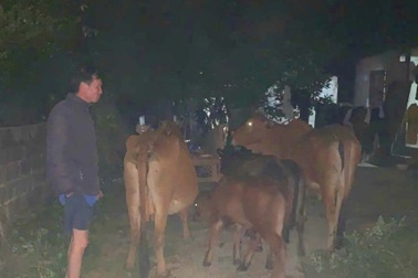 Công an soi camera, đăng Zalo tìm kiếm đàn bò đi lạc