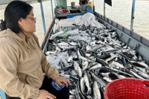 Hơn 25 tấn cá lăng ở lòng hồ thủy điện Ya Ly chết bất thường