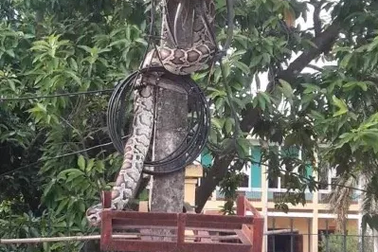 Trăn "khủng" vắt vẻo trên cột điện ở Phú Thọ đã bị người dân làm thịt