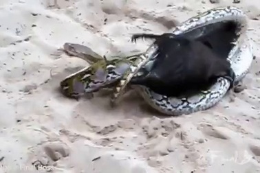 Cuộc chiến sống còn giữa dơi với trăn và cái kết bất ngờ