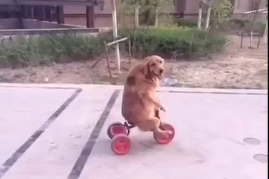 Chú chó đạp xe 3 bánh cực kỳ hài hước