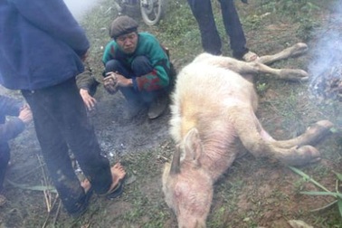 Hơn 200 con trâu bò chết rét tại Thanh Hóa