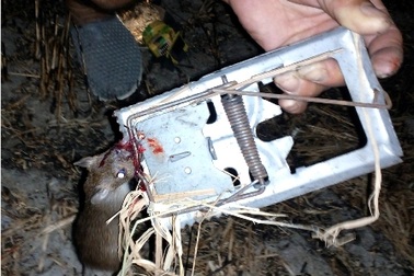 Sóc Trăng: “Sống khỏe” nhờ săn chuột đồng mùa hạn mặn