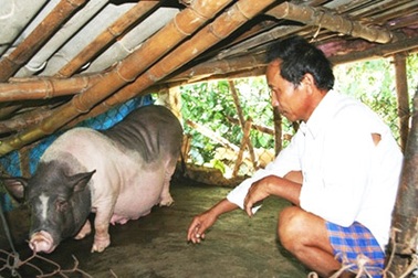 Nông dân “héo lòng” nhìn heo chết nóng 