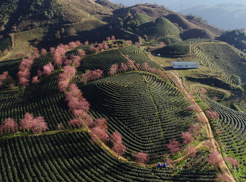 Hoa anh đào khoe sắc tuyệt đẹp giữa đồi chè Sa Pa - 6 Hoa anh đào khoe sắc tuyệt đẹp giữa đồi chè Sa Pa - 6