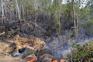 Hơn 2 ha rừng bị thiêu rụi