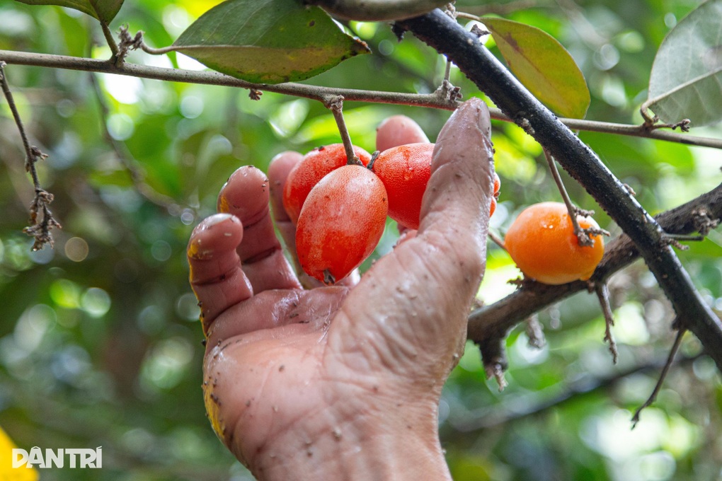 Nhót chín vỉa hè 100.000 đồng/kg, chủ vườn hái từng trái nâng như trứng - 2 Nhót chín vỉa hè 100.000 đồng/kg, chủ vườn hái từng trái nâng như trứng - 2