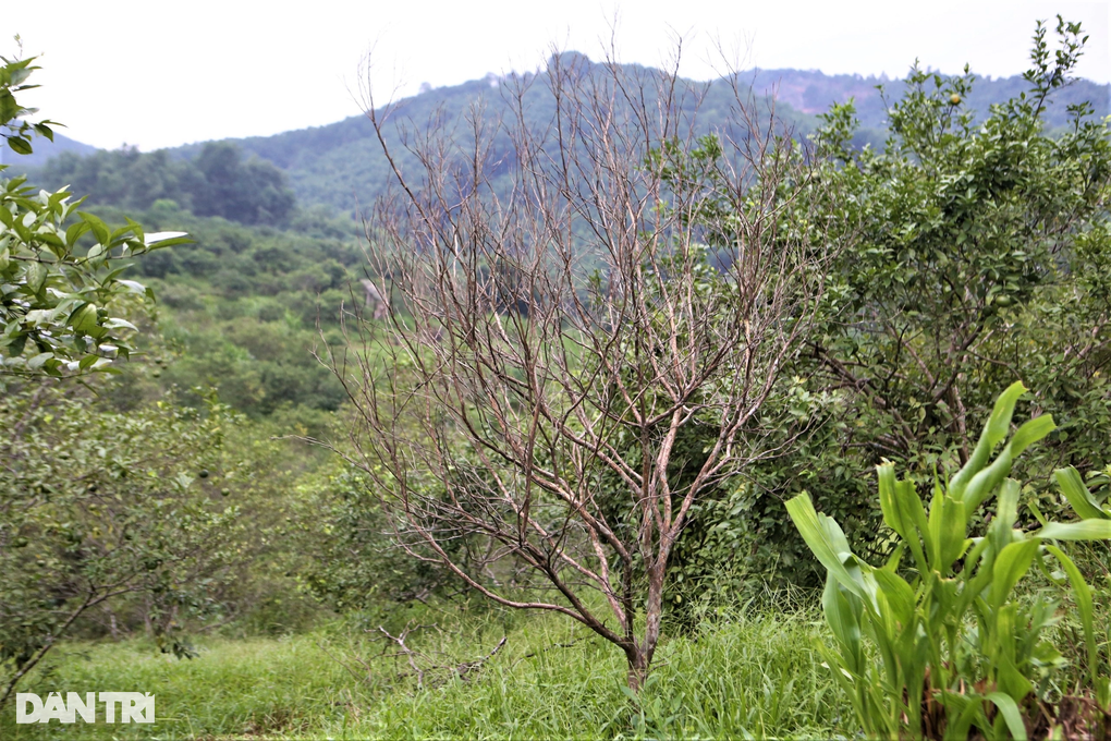 Hàng trăm héc ta cây đặc sản chết khô, dân bất lực chặt bỏ làm củi - 1 Hàng trăm héc ta cây đặc sản chết khô, dân bất lực chặt bỏ làm củi - 1
