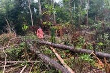 Đề nghị xử lý nhiều chủ tịch xã để rừng bị phá mà không báo cáo