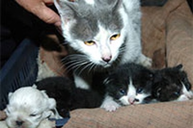 Mèo con giống… chó