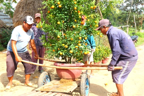 “Thủ phủ” quất cảnh Hội An rộn ràng xuống phố