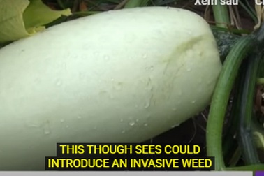 Người Mỹ ngạc nhiên vì hạt giống lạ gửi từ Trung Quốc “lớn nhanh như thổi”