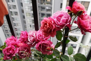 Mẹ chồng đưa đứa trẻ của họ hàng về nuôi, sự thật phơi bày sau 2 năm