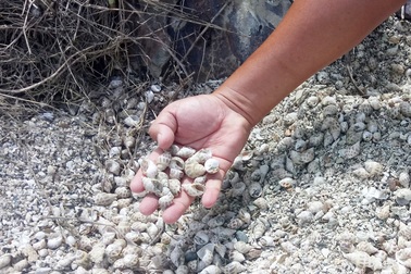 Xác định nguyên nhân ốc hương chết hàng loạt, dân mất hàng tỷ đồng