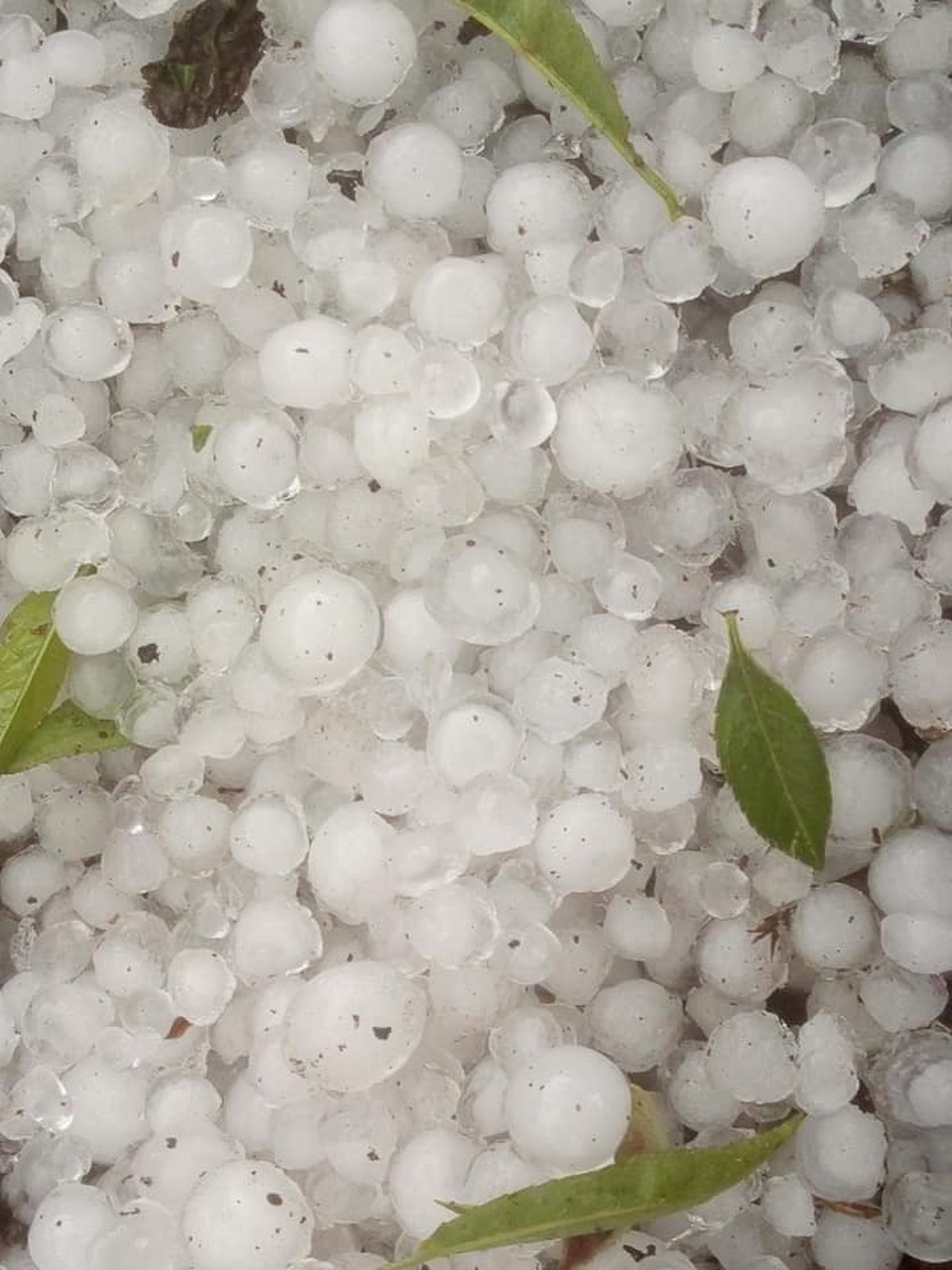 Nhiều nơi ở Lào Cai trắng xóa vì mưa đá - 1 Nhiều nơi ở Lào Cai trắng xóa vì mưa đá - 1