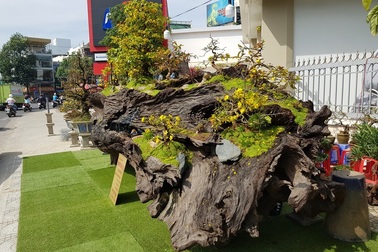 Gốc cây gỗ sao “khủng”, giá gần 1 tỷ đồng hút người xem