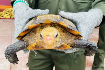 Hai con rùa quý hiếm được phát hiện trong ngôi đền