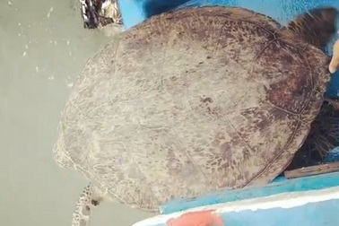 Rùa biển quý hiếm dài hơn 1m, nặng 120kg mắc lưới ngư dân