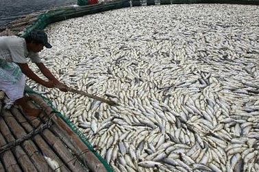 Cá chết trắng hồ tại Philippines