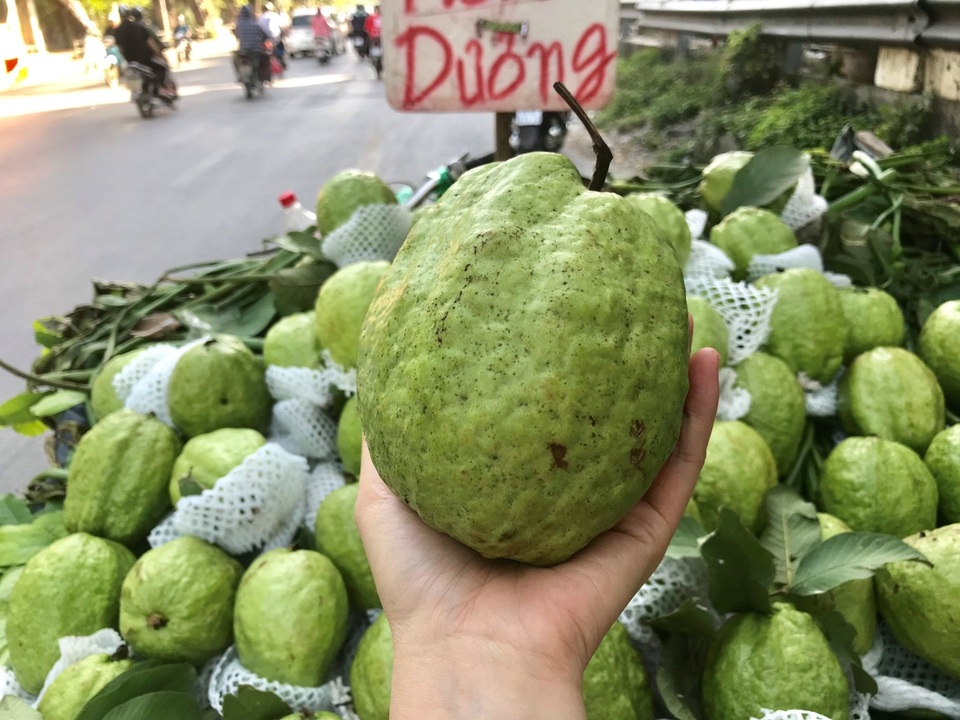 Lạ lùng ổi khổng lồ nặng 1,5kg gắn mác “Lệ Rơi” hút khách Hà Nội - 2 Lạ lùng ổi khổng lồ nặng 1,5kg gắn mác “Lệ Rơi” hút khách Hà Nội - 2