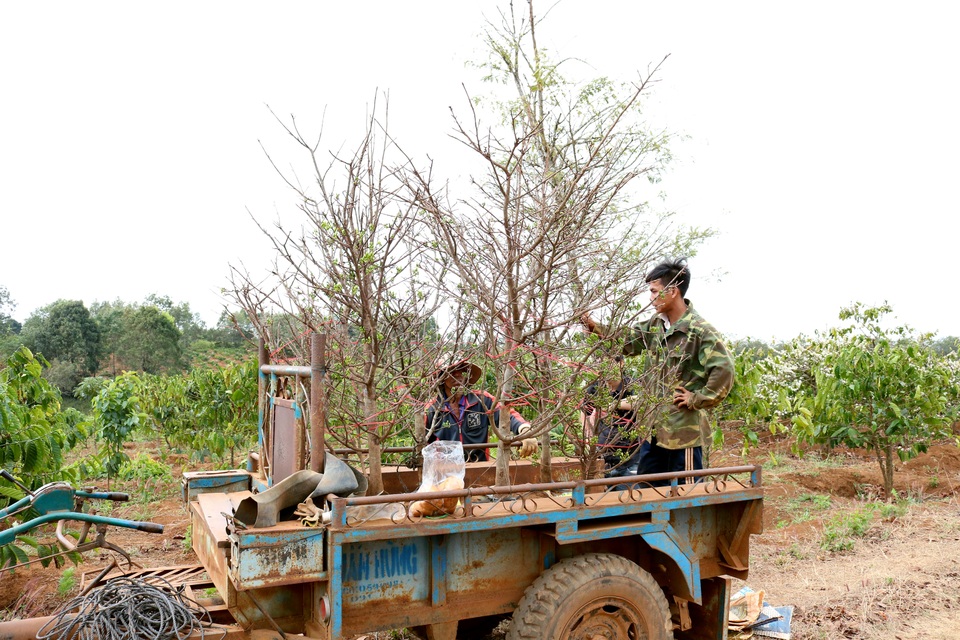 Gia Lai: Cận Tết, người Jrai rộn ràng kiếm tiền từ rừng mai vàng - 6 Gia Lai: Cận Tết, người Jrai rộn ràng kiếm tiền từ rừng mai vàng - 6