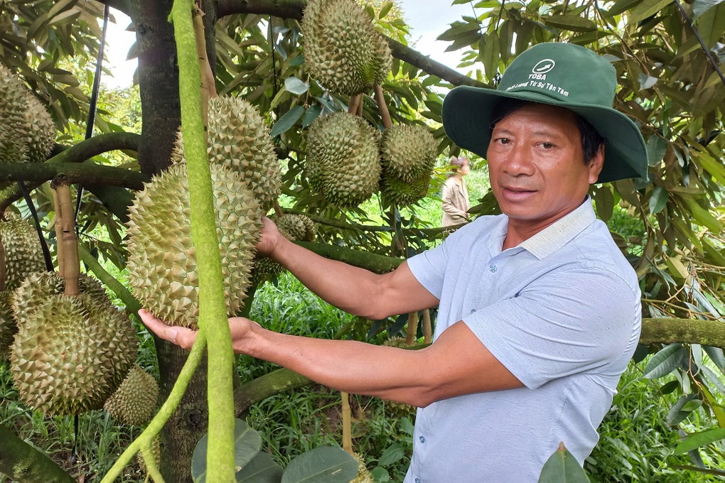 Chủ trại sầu riêng gốc Hà Nội thu lãi 15 tỷ đồng mỗi năm - 3 Chủ trại sầu riêng gốc Hà Nội thu lãi 15 tỷ đồng mỗi năm - 3
