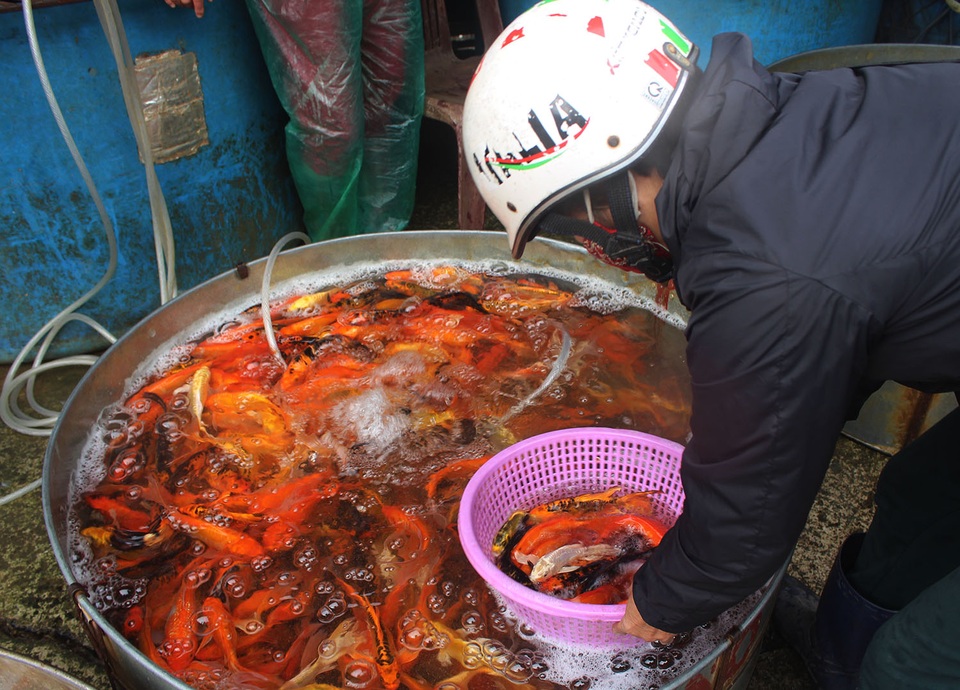 Hà Nội: Cá chép tiễn ông Công ông Táo cháy hàng, giá tăng phi mã - 11 Hà Nội: Cá chép tiễn ông Công ông Táo cháy hàng, giá tăng phi mã - 11