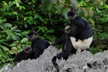Việt Nam phát hiện quần thể Voọc mông trắng lớn thứ hai trên thế giới