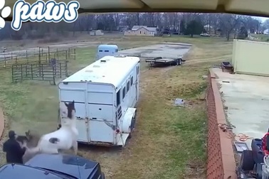 Hung hăng tấn công ngựa, chó Pitbull nhận bài học nhớ đời