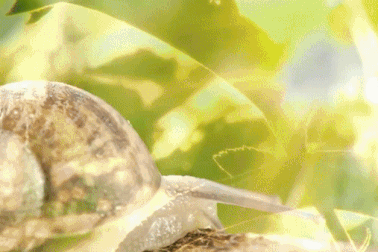 "Đột nhập" trang trại công nghệ cao nuôi hàng ngàn con ốc sên