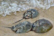 Những “hóa thạch sống”, tồn tại từ hàng triệu năm trước cho đến ngày nay