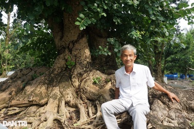 Phá vườn trái cây để trồng kiểng cổ thụ, lão nông miền Tây giàu bất ngờ