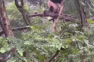 Bật cười trước hình ảnh gấu trúc nhảy múa theo tiếng nhạc sôi động