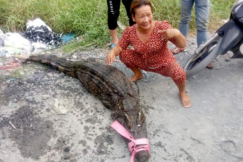 Bất ngờ đối mặt cá sấu, người đàn ông Sài Gòn leo lên cây gọi... ứng cứu - 1 Bất ngờ đối mặt cá sấu, người đàn ông Sài Gòn leo lên cây gọi... ứng cứu - 1