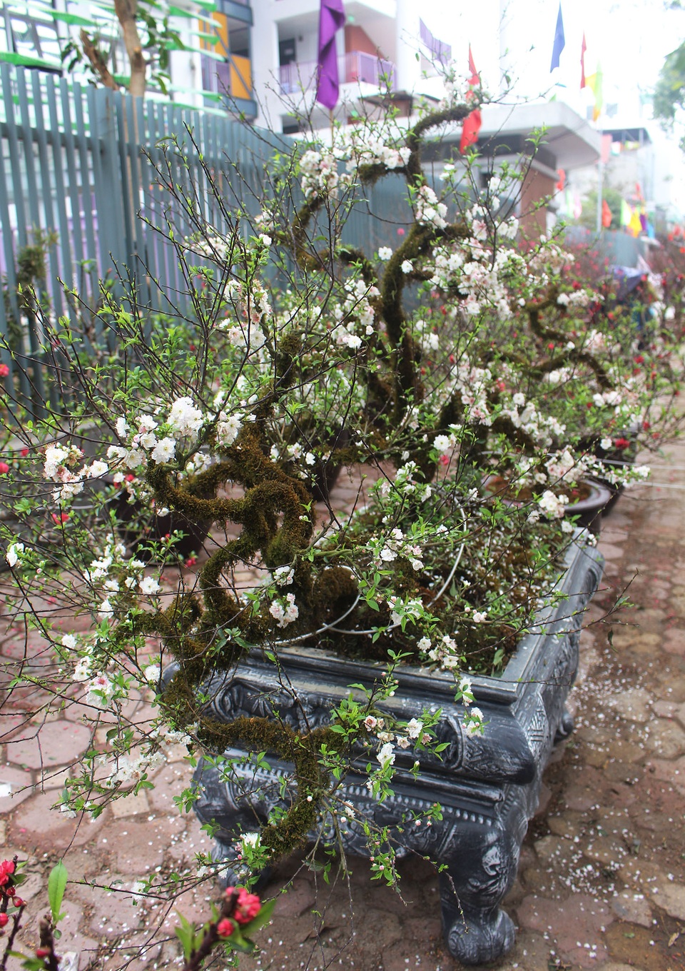 Đại gia rút ví 20 triệu đồng mua nàng thơ núi rừng về chơi Tết - 9 Đại gia rút ví 20 triệu đồng mua nàng thơ núi rừng về chơi Tết - 9