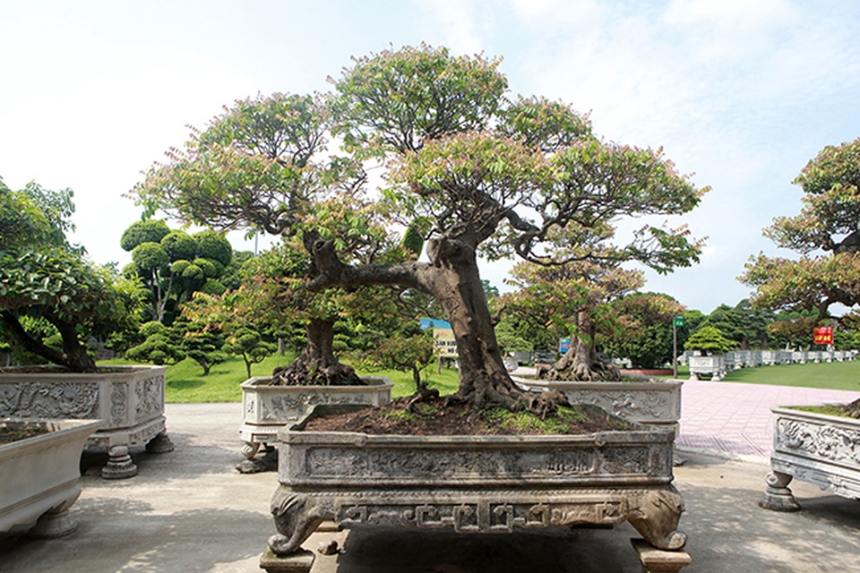 Đại gia Thái Nguyên dốc tiền khủng chơi dàn bonsai khế, coi như báu vật trong nhà - 8 Đại gia Thái Nguyên dốc tiền khủng chơi dàn bonsai khế, coi như báu vật trong nhà - 8