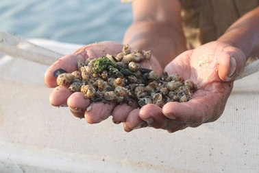 Nước mắt người nuôi ốc hương ở làng Cồn Vạn