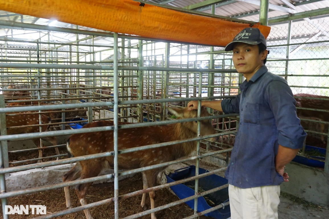 Bỏ 600 triệu nuôi hươu, 9X thành thanh niên thu nhập cao nhất địa phương - 1 Bỏ 600 triệu nuôi hươu, 9X thành thanh niên thu nhập cao nhất địa phương - 1