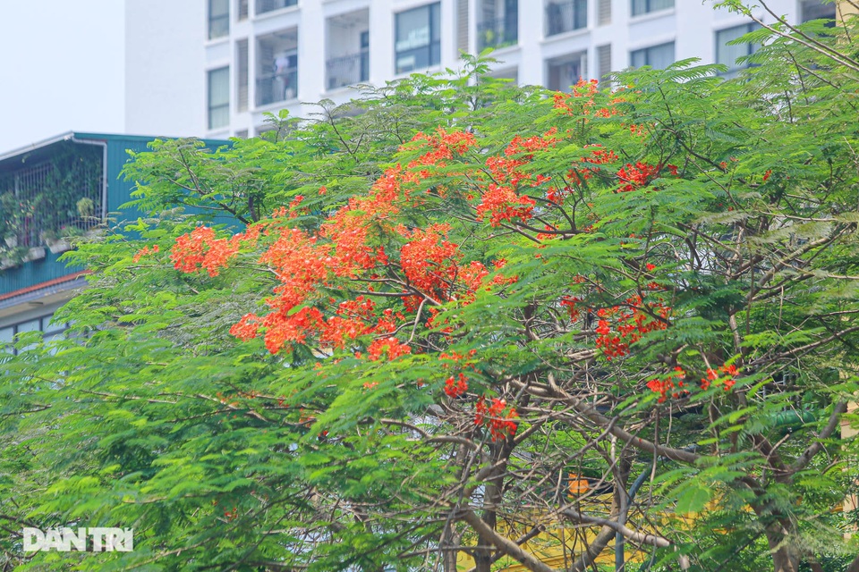Phố phường Hà Nội rực rỡ sắc hoa phượng đỏ tháng 5 - 6 Phố phường Hà Nội rực rỡ sắc hoa phượng đỏ tháng 5 - 6