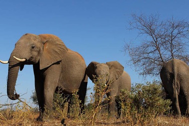 730.000 con voi ở châu Phi "bốc hơi" đi đâu?