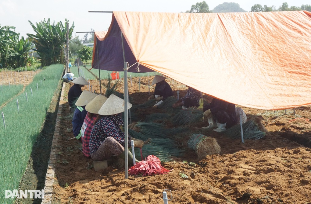 Giá tăng gấp 4, nông dân thắp đèn nhổ hành đêm, che bạt thu hoạch giữa trưa - 6