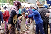 Giữa mùa khan hiếm, đắt đỏ tìm về chợ heo giống độc nhất Việt Nam