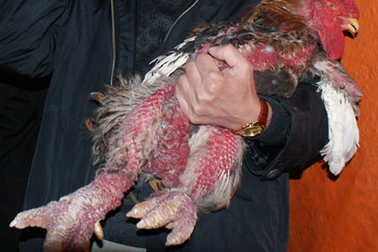 Bỏ tiền triệu săn gà cổ thuần Việt ăn Tết