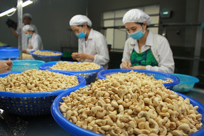 Nhiều năm qua, Việt Nam liên tục giữ vị trí số 1 thế giới về xuất khẩu nhân điều - Ảnh 1. Nhiều năm qua, Việt Nam liên tục giữ vị trí số 1 thế giới về xuất khẩu nhân điều - Ảnh 1.