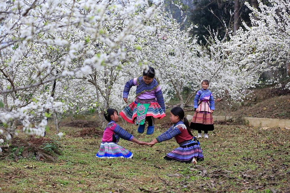 Thung lũng hoa mận Mù Cang Chải