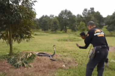 Xem lực lượng cứu hộ thu phục rắn hổ mang sát thủ dài 4m