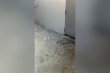 Cuộc "đào tẩu" bất thành của bầy chim cánh cụt