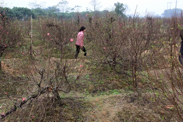 Vụ hàng trăm gốc đào bị chặt phá: Một chủ vườn đào nghi tự tử